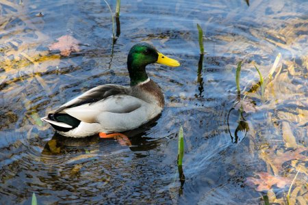 Утка водоплавающая птица кряква