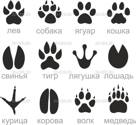 Следы разных животных