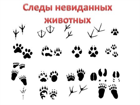 Следы невиданных зверей