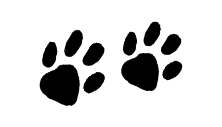 Отпечатки следов животных