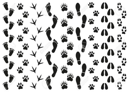 Следы животных на белом фоне