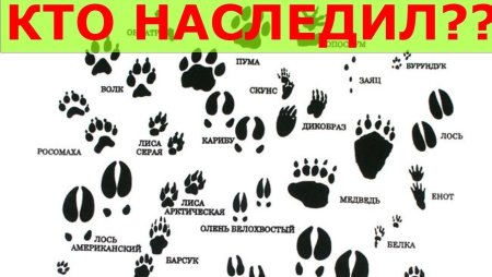 Следы лесных животных