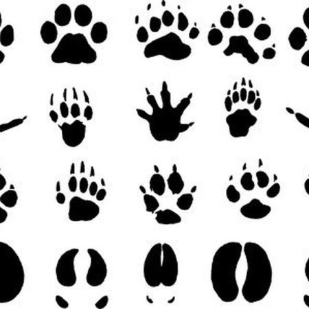 Отпечатки лап разных животных