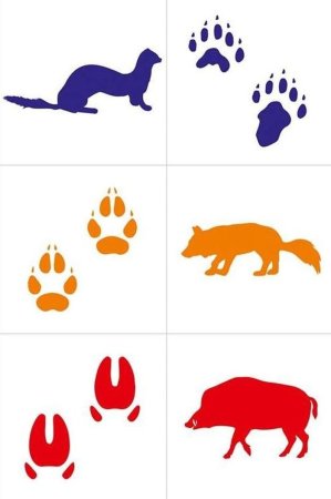 Следы диких животных Подмосковья