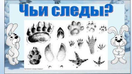 Следы животных для детей