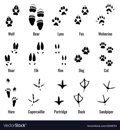 Следы животных средней полосы России