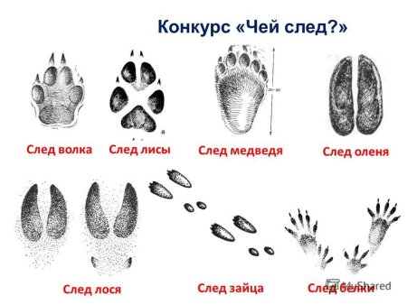 Следы зайца лося волка лисы