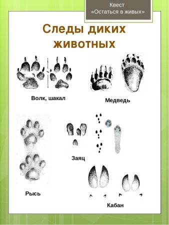 Следы животных Урала