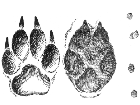 Отпечаток лапы лисы