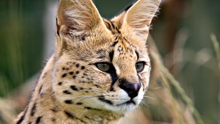 Сервал Ашера Саванна