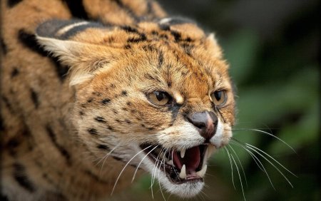 Сервал и Рысь