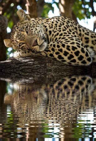 Пятнистый леопард