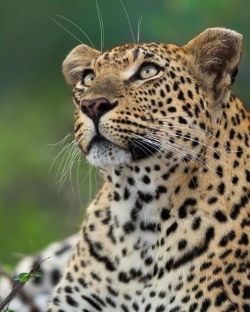 Самые красивые Дикие кошки