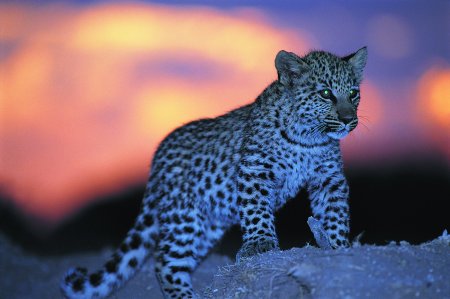 Рысь пантера леопард