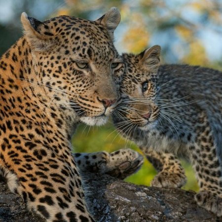 Переднеазиатский леопард детеныш