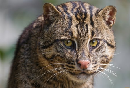 Виверровый кот