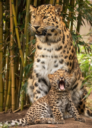 Дальневосточный леопард меланист