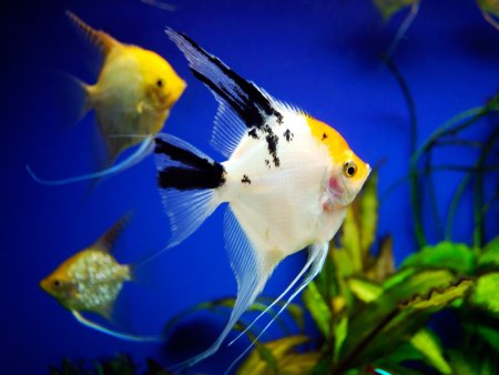 Скалярия аквариумная рыбка
