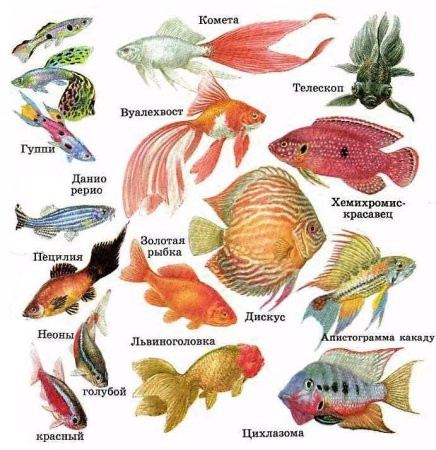 Виды аквариумных рыб с названиями