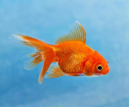 Золотая рыбка вуалехвост