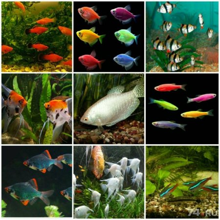 Тернеция глофиш