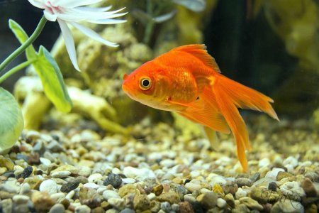 Вуалехвост Жемчужинка