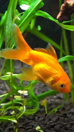 Аквариумные рыбки Голдфиш