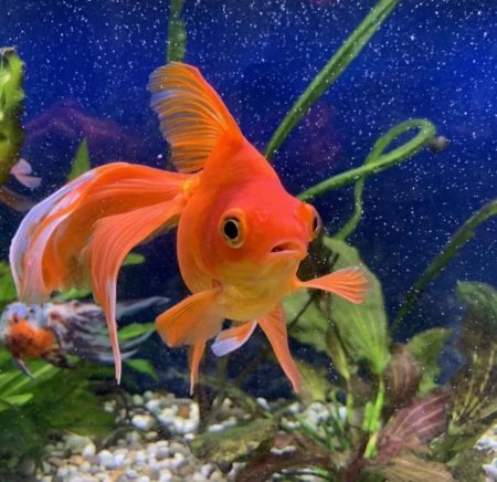 Оранда вуалехвост