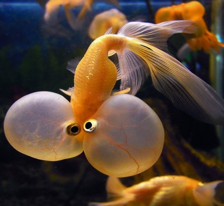 Звездочет рыбка аквариумная