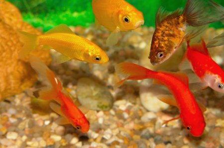 Рыбки для аквариума