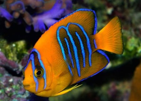 Тропическая рыба Holacanthus