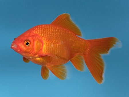 Carassius auratus Золотая рыбка