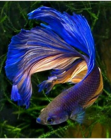 Рыба петушок вуалехвост