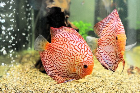 Дискусы Голубиная кровь