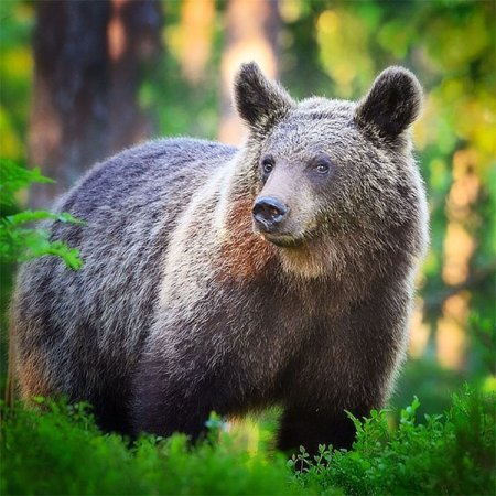 Животные русского леса