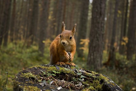 Лесные звери