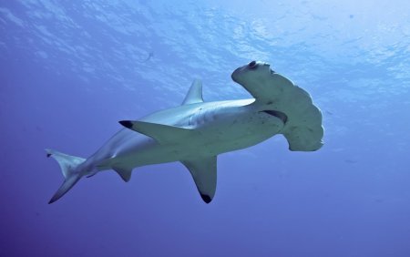 Акула-молот (Sphyrna Zygaena)