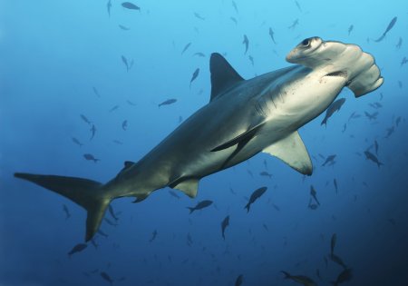Sphyrna lewini