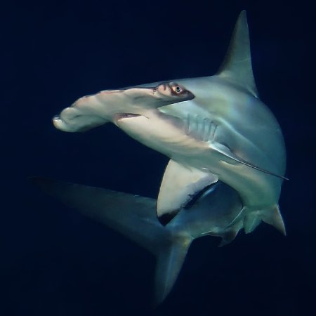 Акула-молот (Sphyrna Zygaena)