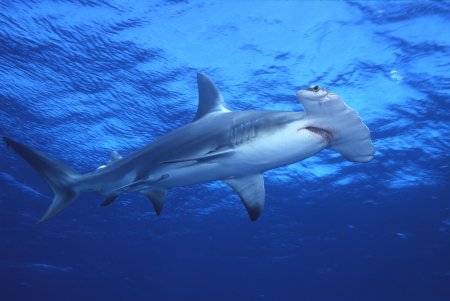 Акула-молот (Sphyrna Zygaena)