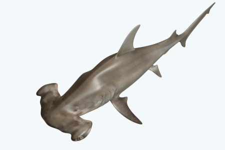 Mesh model 3d Hammerhead Shark
