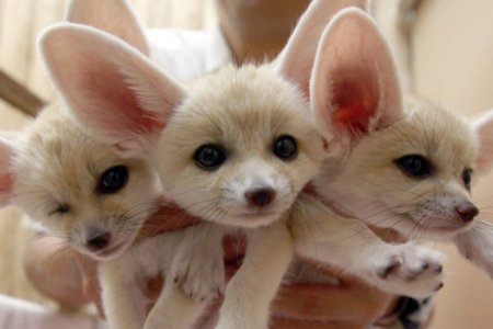 Мини лиса фенек