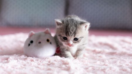 Маленький котенок