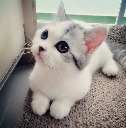 Милые кошечки