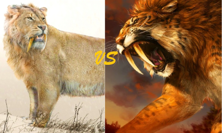 Смилодон vs пещерный Лев