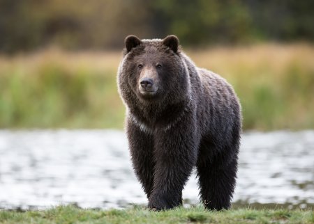 Североамериканский медведь Гризли