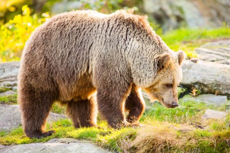 Бурый медведь – Ursus arctos l.