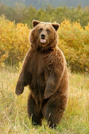 Гризли североамериканский бурый медведь