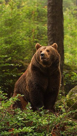 Северная Америка медведь Гризли
