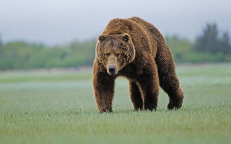 Тянь-шаньский бурый медведь